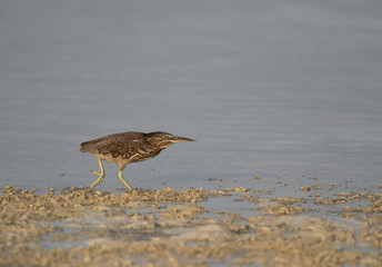 Striated Heron at Busaiteen coast of Bahrain