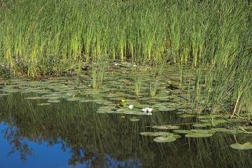 Lilly pads on the River Ant, The Broads, Norfolk, UK