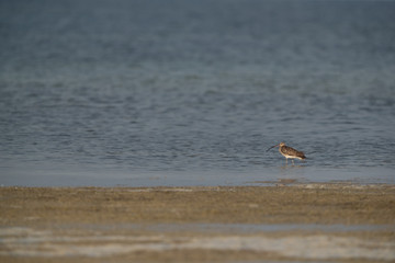 Eurasian curlew in its habitat at Busiateen coast, Bahrain