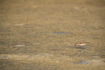 Greater sand plover in its habitat at Busaiteen coast of Bahrain