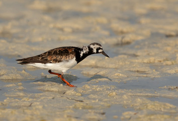 Ruddy Turnstone at Busaiteen coast, Bahrain