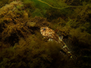 A closeup picture of a longspined bullhead, Taurulus bubalis, also known as the longspined sea-scorpion. Picture from Oresund, Malmo, Southern Sweden