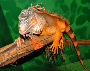 Red iguana - morph green iguana (Lat. Iguana iguana) in terrarium