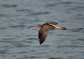Eurasian curlew in flight at Busiateen coast, Bahrain