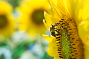 European honey bee on common sunflower yellow bloom. Apis mellifera. Helianthus annuus. Floral background from flowering herbs detail. Feeding worker honeybee on flower, visible proboscis. Apiculture.
