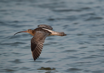 Eurasian curlew flying at Busiateen coast, Bahrain