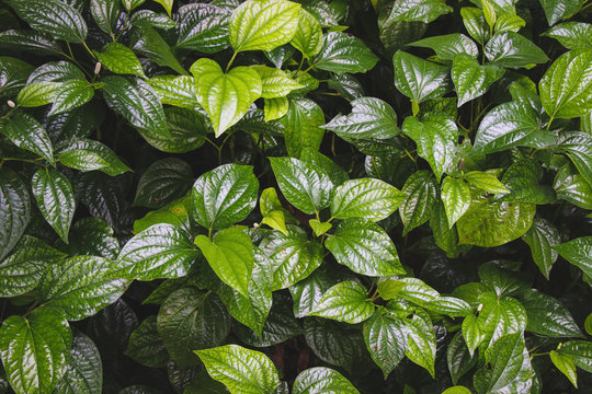 closeup of wildbetel leafbush or piper sarmentosum roxb, chaplo leaves