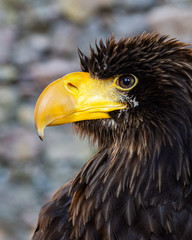 Pygargue empereur