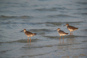 Redshanks at Busiateen coast, Bahrain