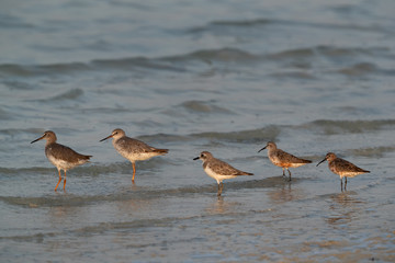 Mixed species: Redshanks, Greater sand plover & Curlew sandpipiers at Busiateen coast of Bahrain