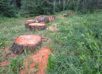 Felled tree in Kootenay National Park, British Columbia, Canada