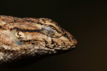 Close up of the head of a western fence lizard with its eyes closed on a black background.