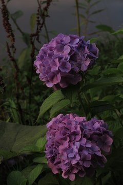 紫陽花