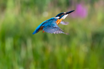 Kingfisher (Alcedo atthis) in flight