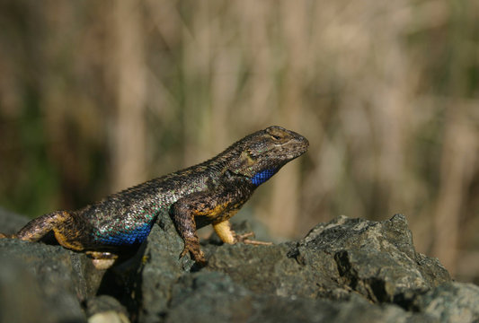 Side-view of a western fence lizard (Sceloporus occidentalis) sitting on a rock in an alert pose.  The blue spots on the throat and belly are used to signal to other lizards. 