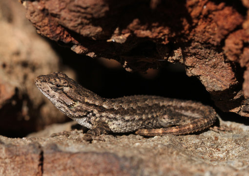 Perched on a log in a wood pile, this young Western Fence Lizard (Sceloporus occidentalis) seeks some warmth on a sunny January day. 