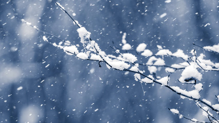 Snow-covered tree branches in the forest during a snowfall