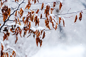 Snow-covered tree branch with dry leaves during a snowfall