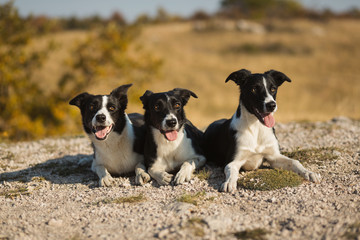 three border collie dogs lying down next to each other on a hill in autumn