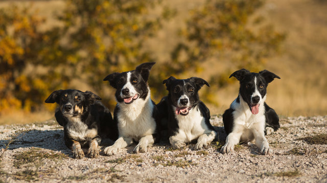 four border collie dogs lying down next to each other on a hill in autumn