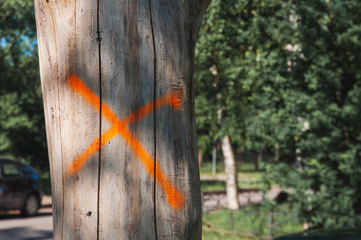 Sign of orange paint in the form of a cross on the bark of a diseased tree.