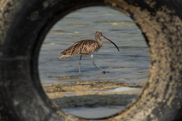 Eurasian curlew at Busiateen coast of Bahrain. A view through a wheel