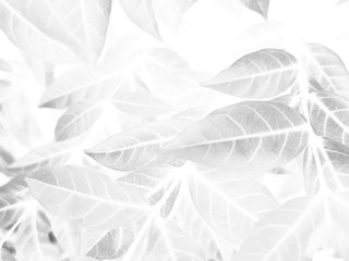 Beautiful abstract color gray and white flowers on dark background and light pink flower frame and dark leaves texture, dark background, colorful graphics banner, white leaves, black leaves