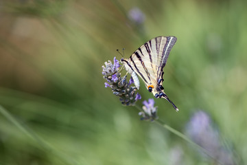Beautiful butterfly Iphiclides Podalirius collects nectar on a sprig of lavender on a summer day