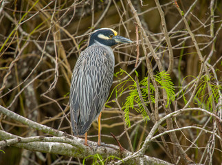 Yellow-crowned Night Heron