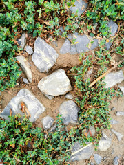 Obraz premium Schotter und Unkraut am Boden