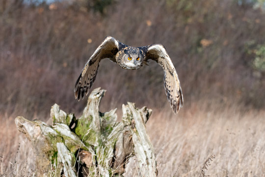 Eurasian Eagle Owl (Bubo bubo) photographed in flight