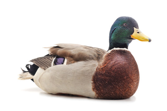 One brown duck.