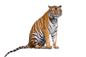The tiger is sitdown on white background have path