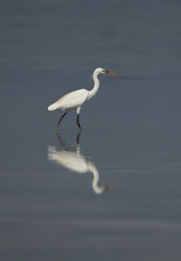 Western reef heron white morphed with beautiful reflection on water at Busaiteen coast, Bahrain