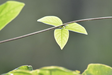 green leaves on a branch