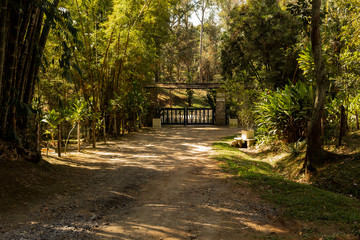 path in the forest