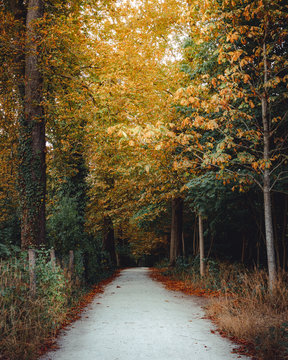 A road leads to a forest decorated with autumn colors landscape photo