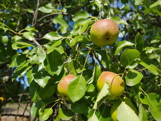 Pears hang on the branches of a pear tree with green leaves close-up. Organic beautiful natural pears in their natural habitat. Harvest pears in the Summer garden in August on a Sunny day.