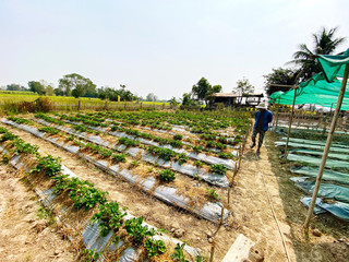 Organic strawberry farm or garden with gardener checking environment of tree growth with sky background. Agriculture, Plant and Harvest.