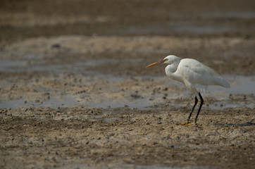 Western reef heron white morphed at Buaiteen coast, Bahrain