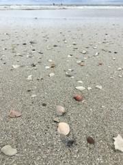 Fototapeta na wymiar Sea shells