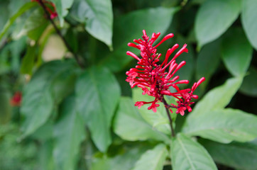 Tropical Flower with its beautiful colors and shape.