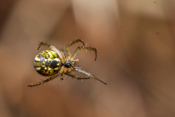 Arácnido. 