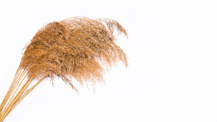 Summer composition with dried grasses arranged on a light background. Flat top view.