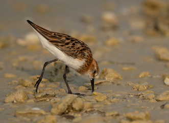 Little Stint feeding druing low tide at Busaiteen coast, Bahrain