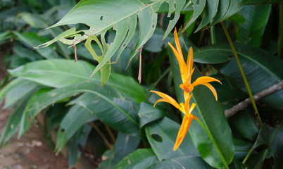 Tropical Flower with its beautiful colors and shape.