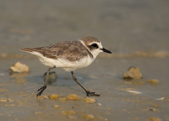 Kentish Plover at Busaiteen beach, Bahrain
