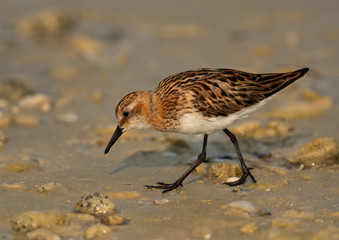 Closeup of a Little Stint feeding druing low tide at Busaiteen coast, Bahrain