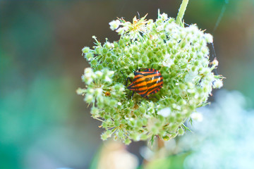 Graphosoma lineatum is a species of heteropterous hemipteran in the Pentatomidae family.