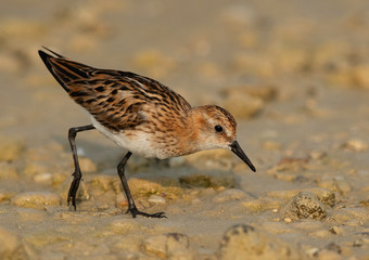 Little Stint feeding druing low tide at Busaiteen coast, Bahrain